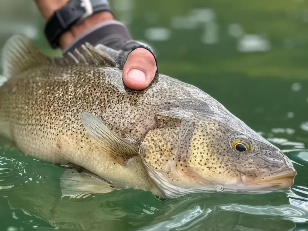 La perca, una de las especies de la fauna neuquina