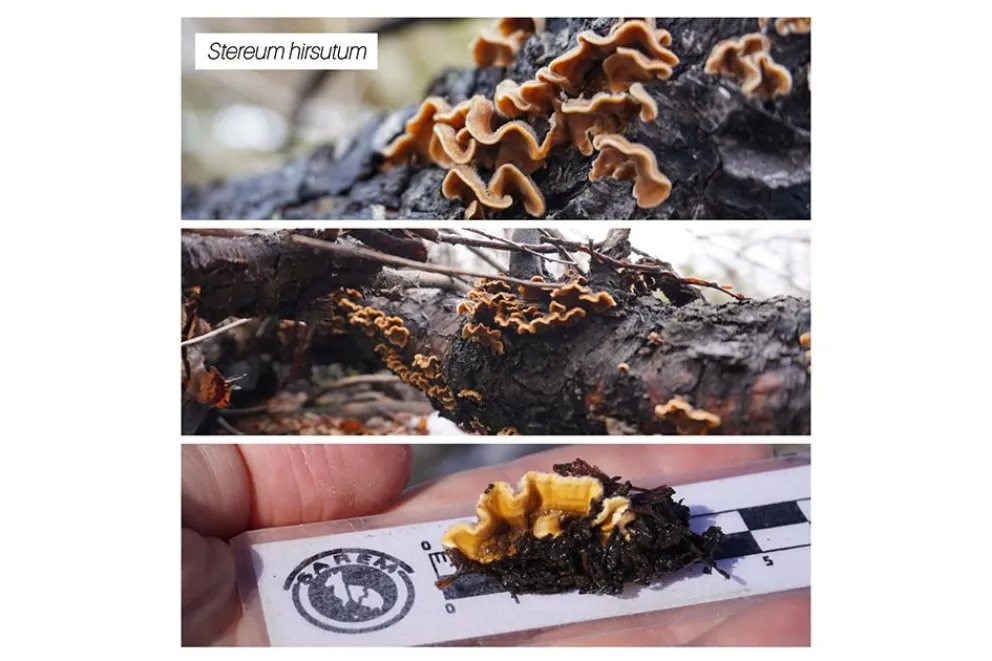 Tres hongos para descubrir en los bosques de Copahue