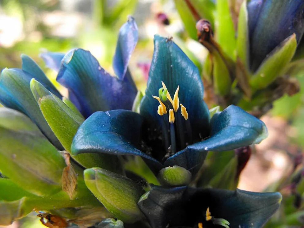 Puya: la planta de flores azul eléctrico que crece en el norte neuquino