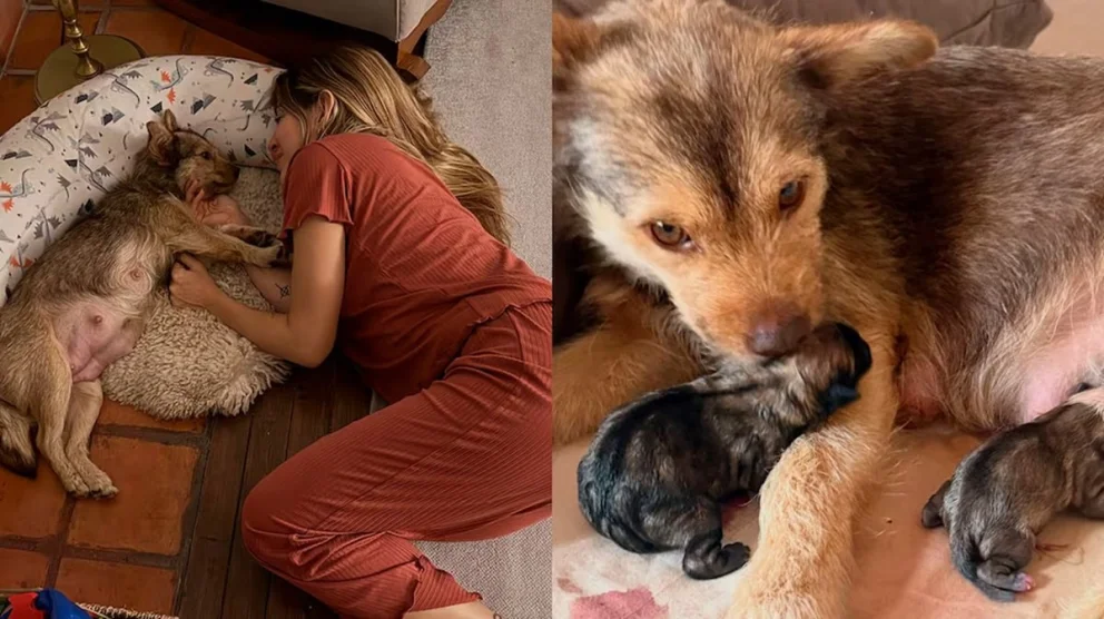 Jimena Barón se convirtió en abuela: su perra Lucy tuvo cinco cachorros y así los nombró