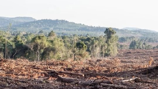 Según el proyecto de Ley de Presupuesto, el Gobierno destinará  por mes para cuidar cada hectárea de bosque argentino