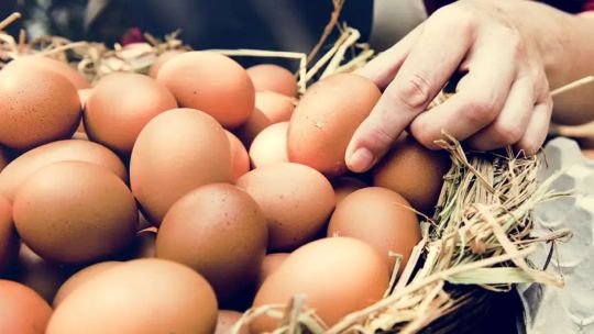 Sector avícola: “Argentina es el primer país productor de huevo per cápita y consumidor de huevo per cápita”