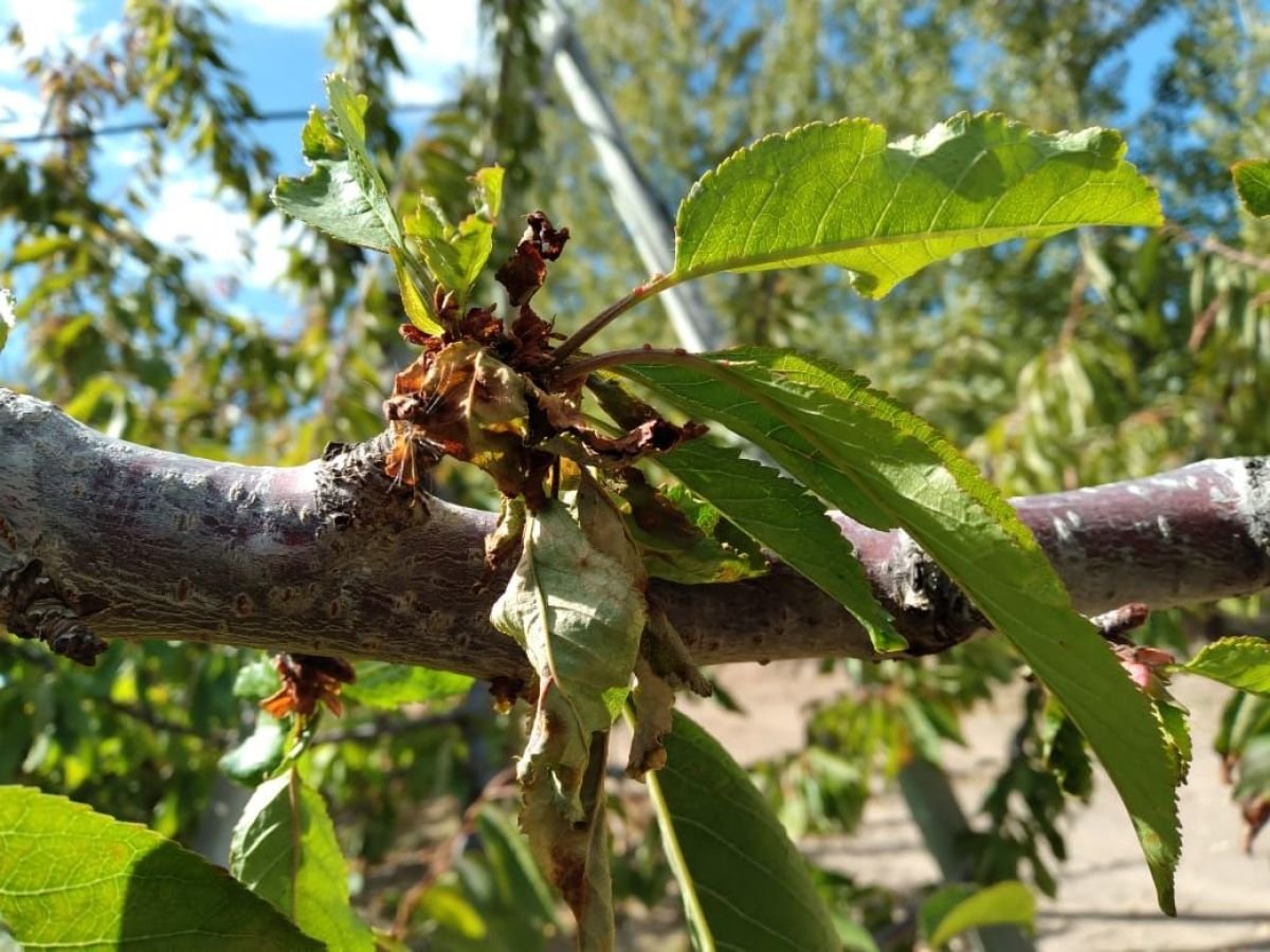 Bajo amenaza invisible: alertan sobre una primavera crítica para la sanidad de los frutales del Alto Valle