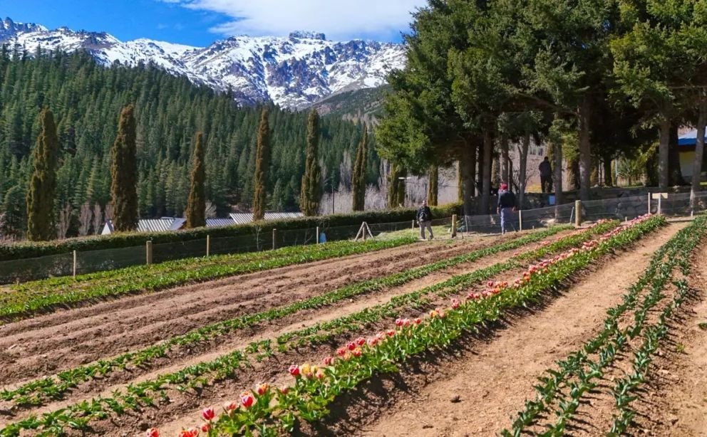 Tulipanes en Huinganco: diversificación productiva y nuevo atractivo turístico