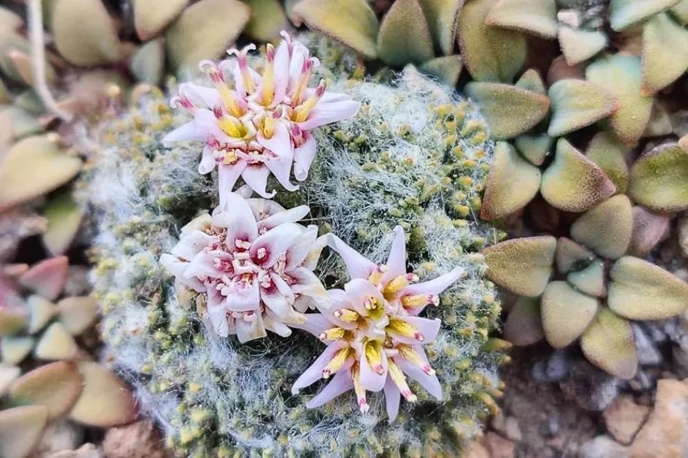Descubren en el Domuyo y el Wayle una nueva especie vegetal exclusiva del norte neuquino