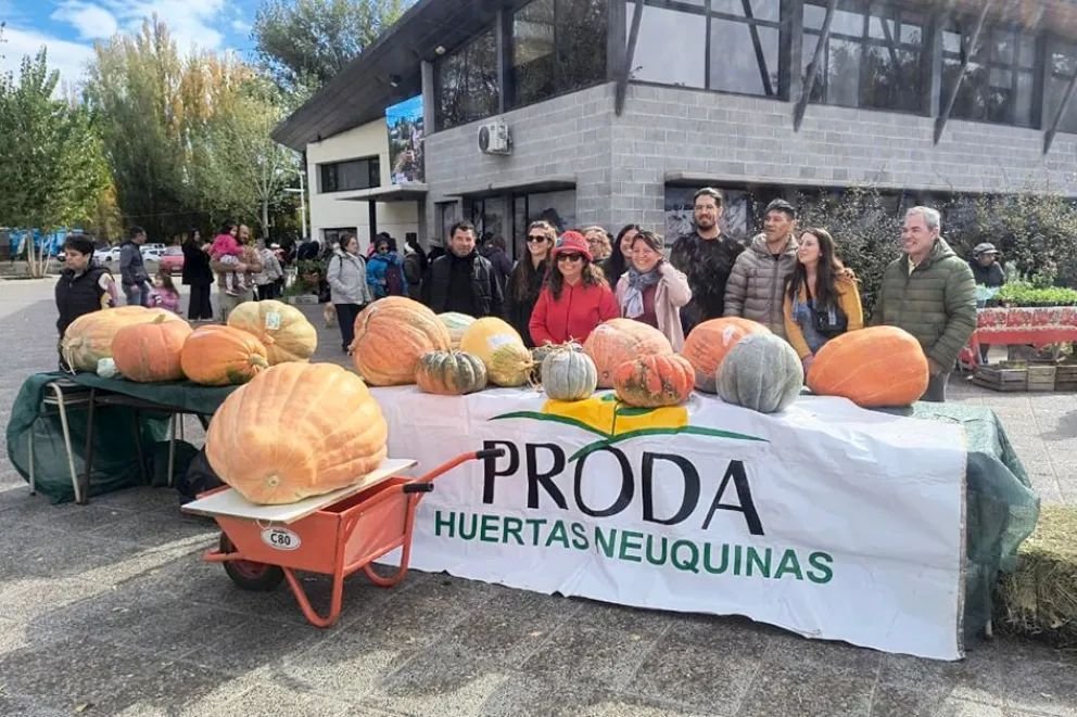 “Ciudad Zapallo”: ¿Quién cultiva el zapallo urbano más grande del Alto Valle?