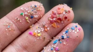 Microplásticos en el fin del mundo: fueron hallados en las playas de una isla de la Antártida