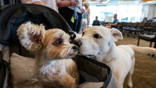 Los científicos encuentran la explicación sobre por qué los perros grandes viven menos que los chiquitos